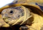 Trending Video Of Man Having S*x With A Turtle For Alleged Ritual (+18)