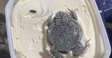 Woman finds Huge Frog inside bowl of ice cream bought from a store