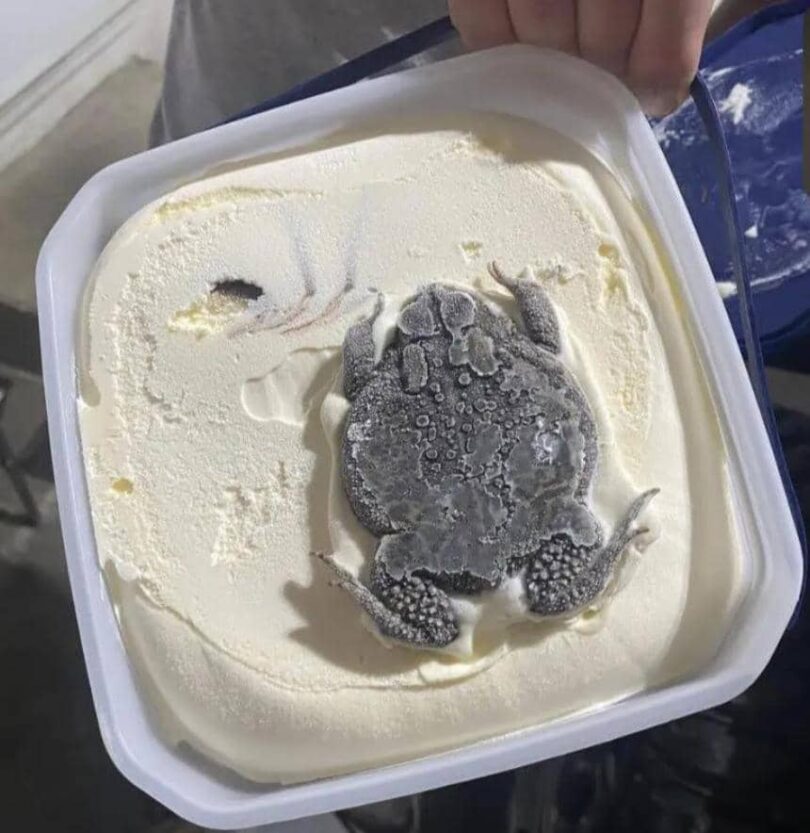 Woman finds Huge Frog inside bowl of ice cream bought from a store