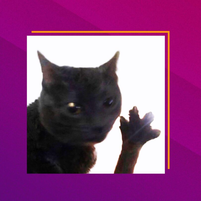 TikTok doubloons cat meme explained