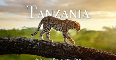 VIDEO: Tanzania & Serengeti 4K - Scenic Wildlife Film With African Music.