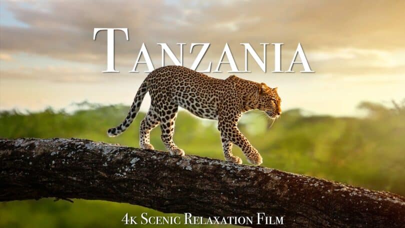 VIDEO: Tanzania & Serengeti 4K - Scenic Wildlife Film With African Music.