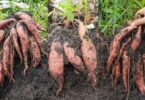 VIDEO How To Grow/Plant Sweet Potatoes In Sacks