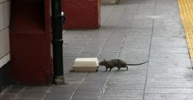 New York offering $170,000 per year job for rat killing experts to rid city of 18 million rodents