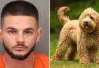 Man arrested after having public sex with a dog in front of church