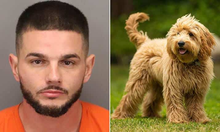 Man arrested after having public sex with a dog in front of church