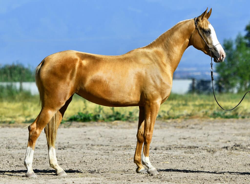 Horses: 5 most unique horses in the world