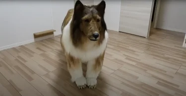 Who is Toco Dog Man? Japanese Man Becomes Human Dog After Buying $15k Collie Costume