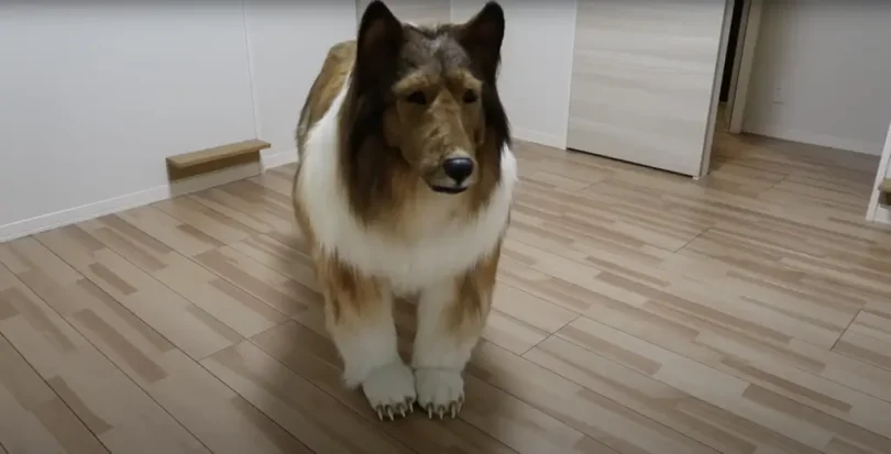 Who is Toco Dog Man? Japanese Man Becomes Human Dog After Buying $15k Collie Costume