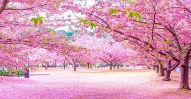 When is cherry blossoms in Japan?