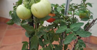 How To Grow Tomatoes At Home