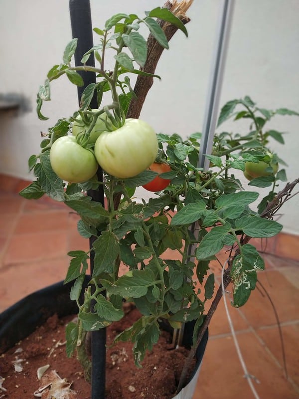 How To Grow Tomatoes At Home