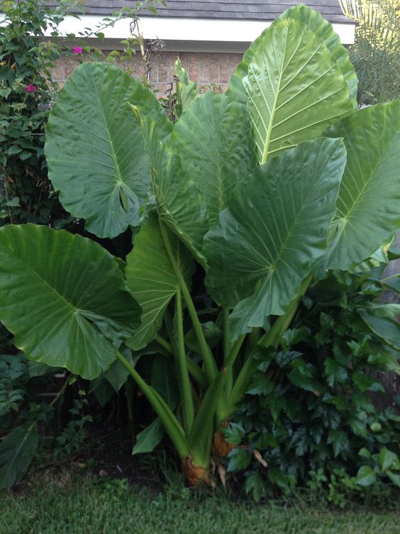 When to Plant Elephant ears?