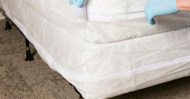 What do bed bugs look like and how to get rid of them?