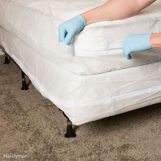 What do bed bugs look like and how to get rid of them?