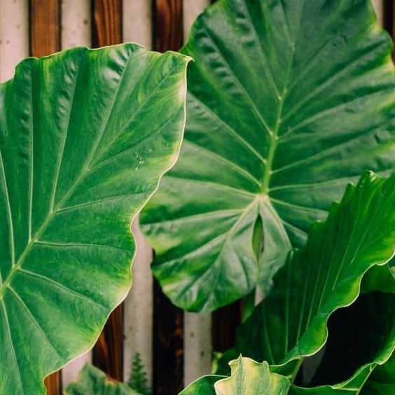 When to Plant Elephant ears?