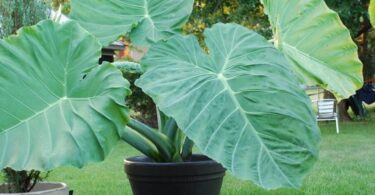 When to Plant Elephant ears?