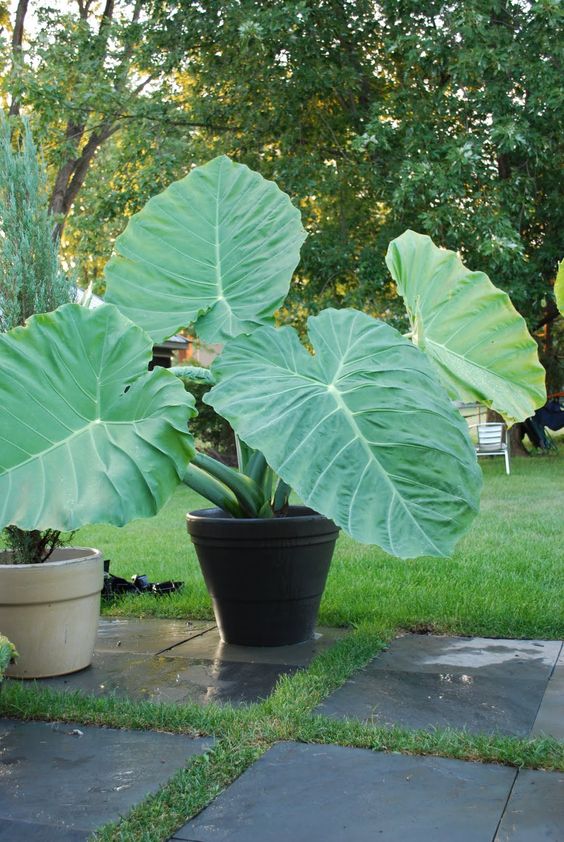 When to Plant Elephant ears?