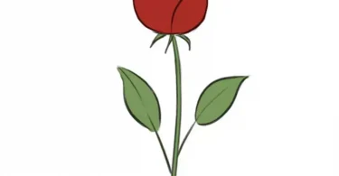 How to draw a Rose