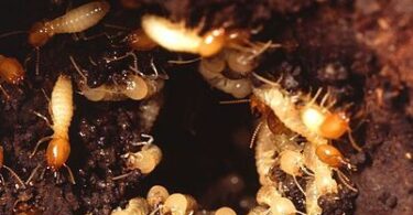 What do Termites look like? How to identify them