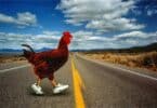 Why did the chicken cross the road?