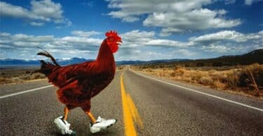 Why did the chicken cross the road?