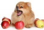 can dogs have apples