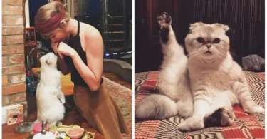 Taylor Swift's Cat Olivia Benson Is Reportedly Worth $97 Million