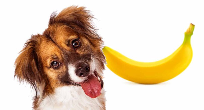 how much banana can dogs eat