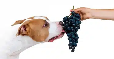 Can Dogs Eat Grapes?