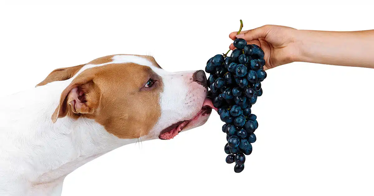 what should i do if my dog eats one grape