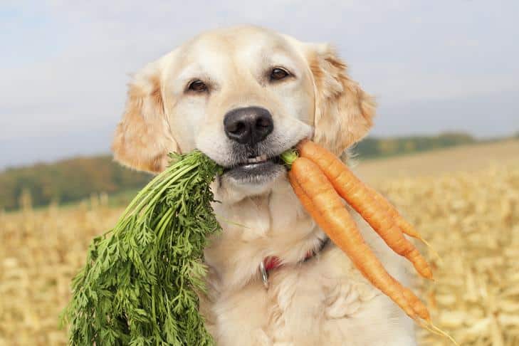 Can Dogs Eat Oranges?