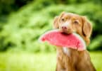 Can Dogs Eat Watermelon?