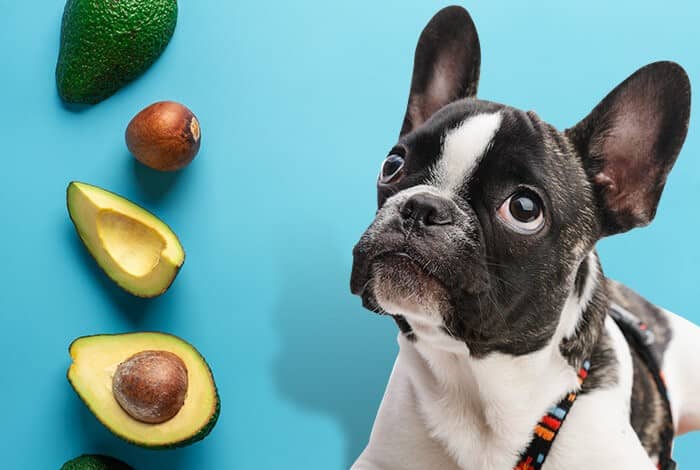 Can Dogs Eat Avocados?