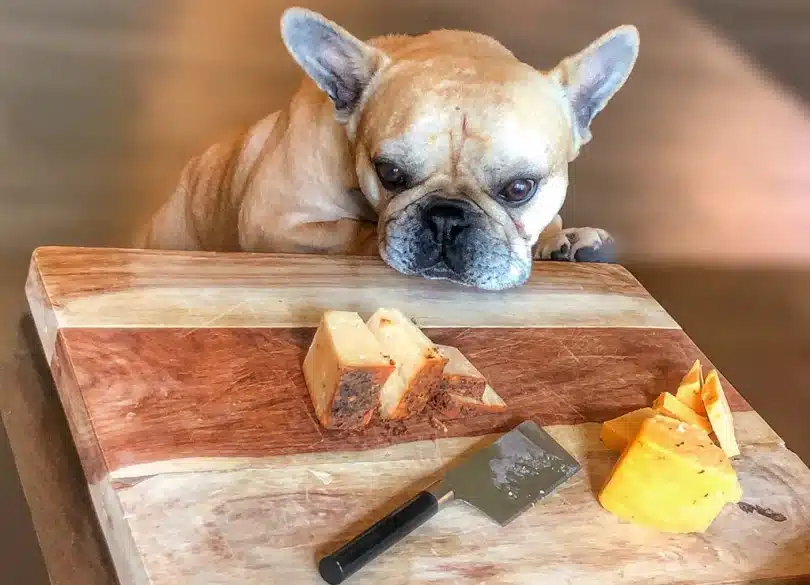 Can Dogs Eat Cheese?