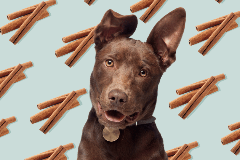 Can Dogs Have Cinnamon?