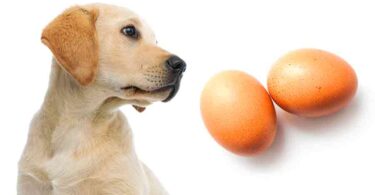 Can Dogs Eat Eggs?