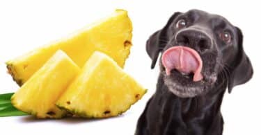 Can Dogs Eat Pineapple?