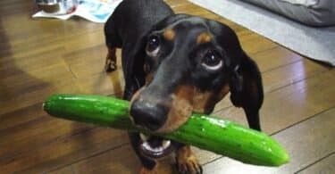 Can Dogs Eat Cucumbers?