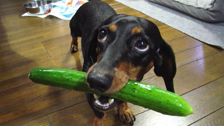 Can Dogs Eat Cucumbers?