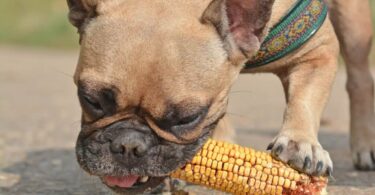 can dogs eat corn core