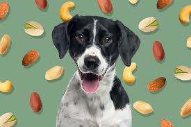 Can Dogs Eat Almonds?