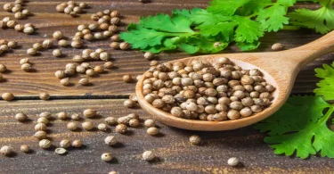 Coriander And Its Health Benefits, Uses, and Nutritional Facts