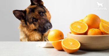 Can Dogs Eat Oranges?