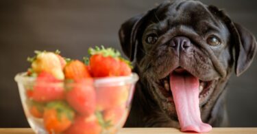 Can Dogs Eat Strawberries?