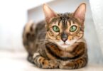 Bengal Cat Characteristics.