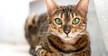 Bengal Cat Characteristics.