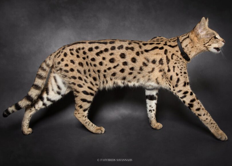 Savannah Cat Breed Information, Characteristics and Care