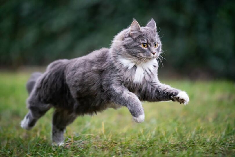 Maine Coon cat information.