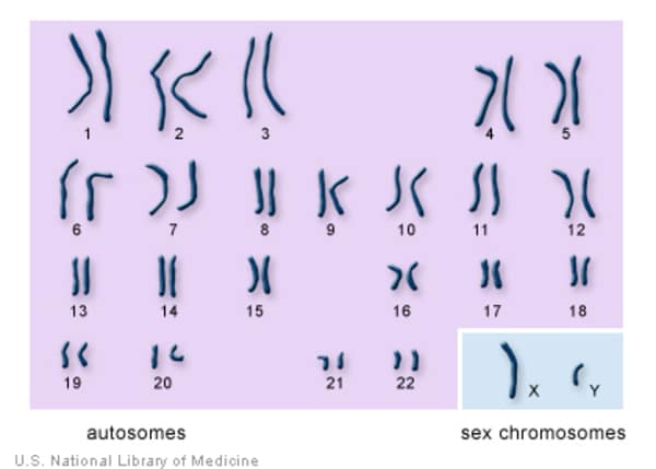 How many Chromosomes do Humans have